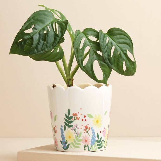 Floral Scalloped Planter for screen - free family bonding – Keiki Krate
