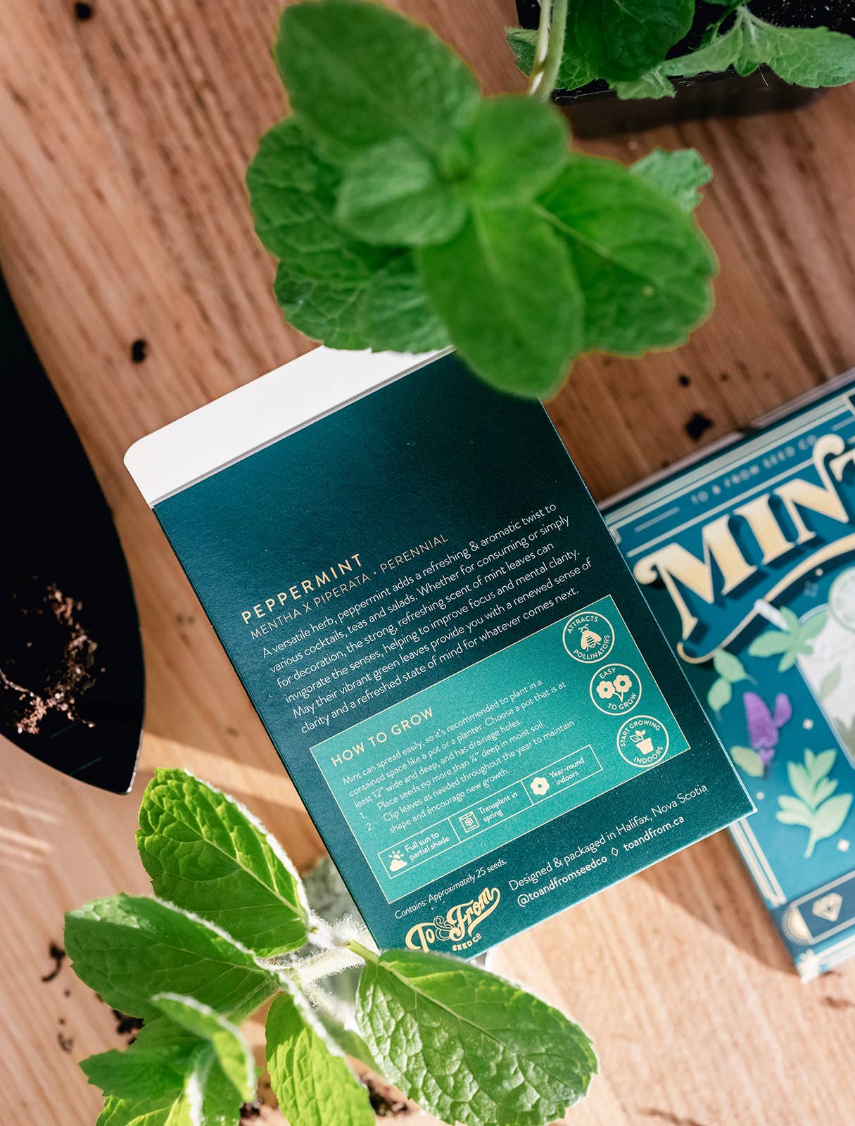 Seed Packet & Cocktail Recipe - Mint (Clarity) for screen - free family bonding – Keiki Krate